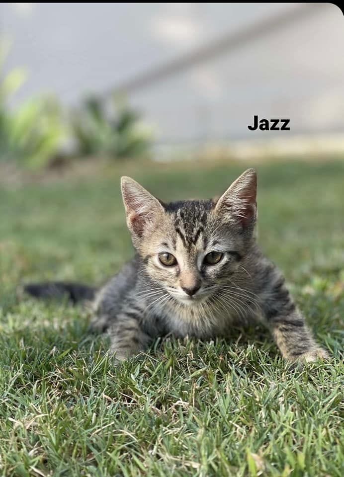 Jazz Jazz